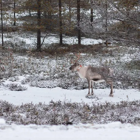 Log Kaekriaeinen B *